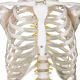 Anatomický model lidské kostry 181 cm na stojanu