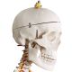 Anatomický model lidské kostry 181 cm na stojanu