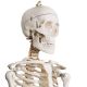 Anatomický model lidské kostry 181 cm na stojanu