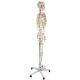 Anatomický model lidské kostry 181 cm na stojanu