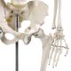 Anatomický model lidské kostry 181 cm na stojanu