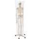 Anatomický model lidské kostry 181 cm na stojanu