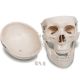 Anatomický model lidské kostry 181 cm na stojanu