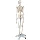 Anatomický model lidské kostry 181 cm na stojanu