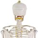 Anatomický model lidské kostry 181 cm na stojanu