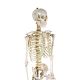 Anatomický model lidské kostry 181 cm na stojanu