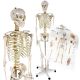 Anatomický model lidské kostry 181 cm na stojanu