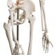 Anatomický model lidské kostry 181 cm na stojanu