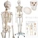 Anatomický model lidské kostry 181 cm na stojanu