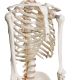 Anatomický model lidské kostry 181 cm na stojanu