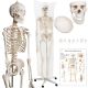 Anatomický model lidské kostry 181 cm na stojanu