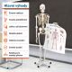 Anatomický model lidské kostry 181 cm na stojanu