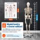Anatomický model lidské kostry 181 cm na stojanu