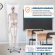 Anatomický model lidské kostry 181 cm na stojanu
