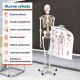 Anatomický model lidské kostry 181 cm na stojanu