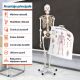 Anatomický model lidské kostry 181 cm na stojanu
