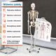 Anatomický model lidské kostry 181 cm na stojanu