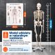 Anatomický model lidské kostry 181 cm na stojanu