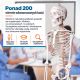 Anatomický model lidské kostry 181 cm na stojanu