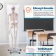Anatomický model lidské kostry 181 cm na stojanu