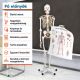 Anatomický model lidské kostry 181 cm na stojanu