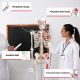 Anatomický model lidské kostry 181,5 cm s vyznačenými svaly