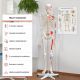 Anatomický model lidské kostry 181,5 cm s vyznačenými svaly