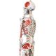 JAGO Anatomie člověka kostra s detaily malby svalů, 181 cm